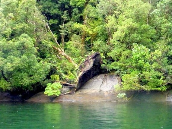 The Legendary Milford Sound 7 milford sound tree slide