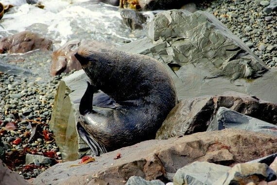 You Know You're in New Zealand When . . . 14 New Zealand Fur Seal