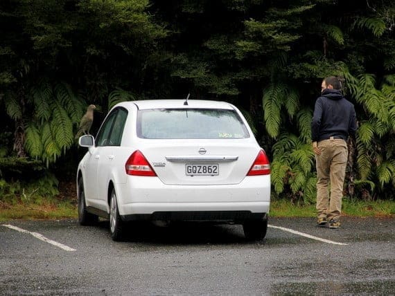 The Legendary Milford Sound 10 kea bird eating car rubber