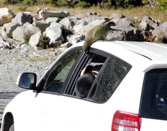 You Know You're in New Zealand When . . . 11 cheek Kea