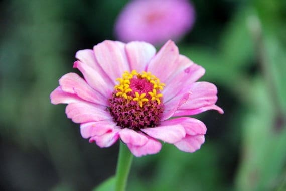 Flowers at Los Pozones Pucon Chile Flowers at Los Pozones Pucon Chile