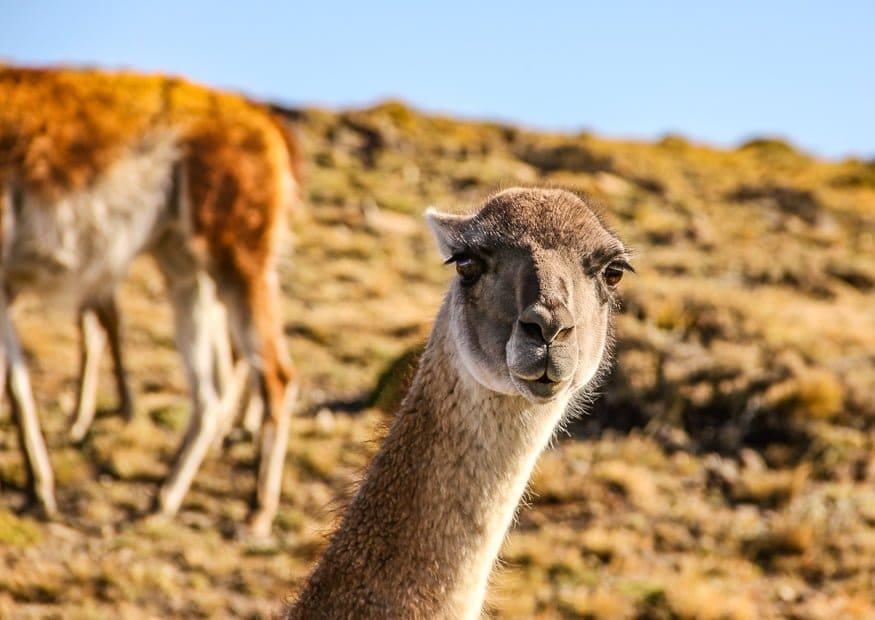 Torres del Paine, Chilean Patagonia 3 Mountains Torres del Paine 8057