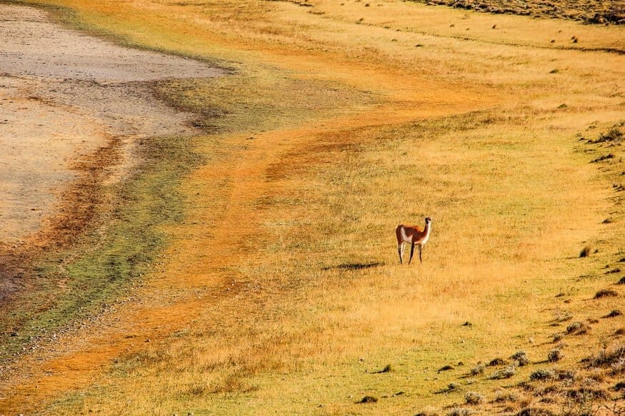 Torres del Paine, Chilean Patagonia 2 Mountains Torres del Paine 8062