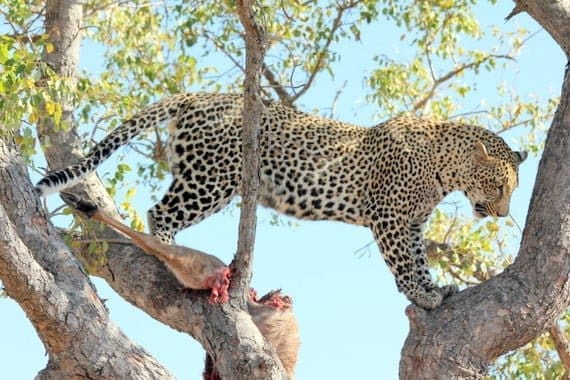Leopard in Tree at Sabi Sabi, Kruger National Park Leopard in Tree at Sabi Sabi, Kruger National Park