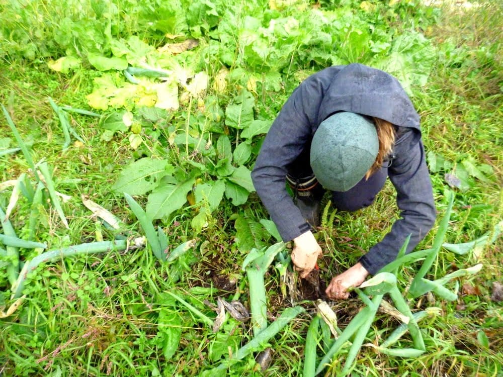 farming leeks