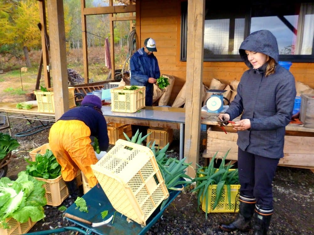 volunteering on a japanese veggie farm