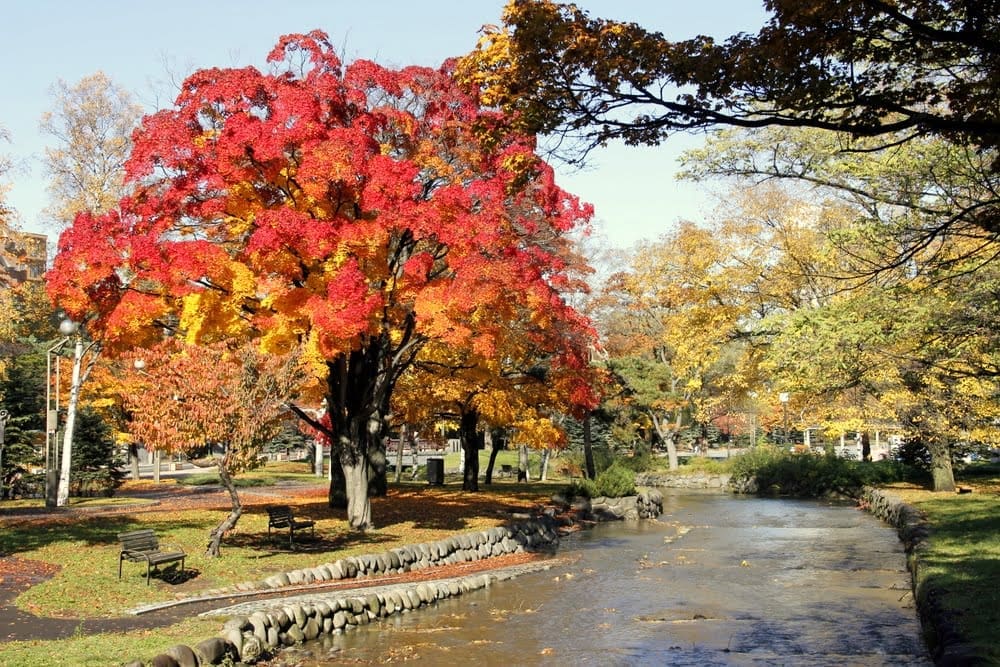 Konichiwa Hokkaido! 2 sapporo travel tips