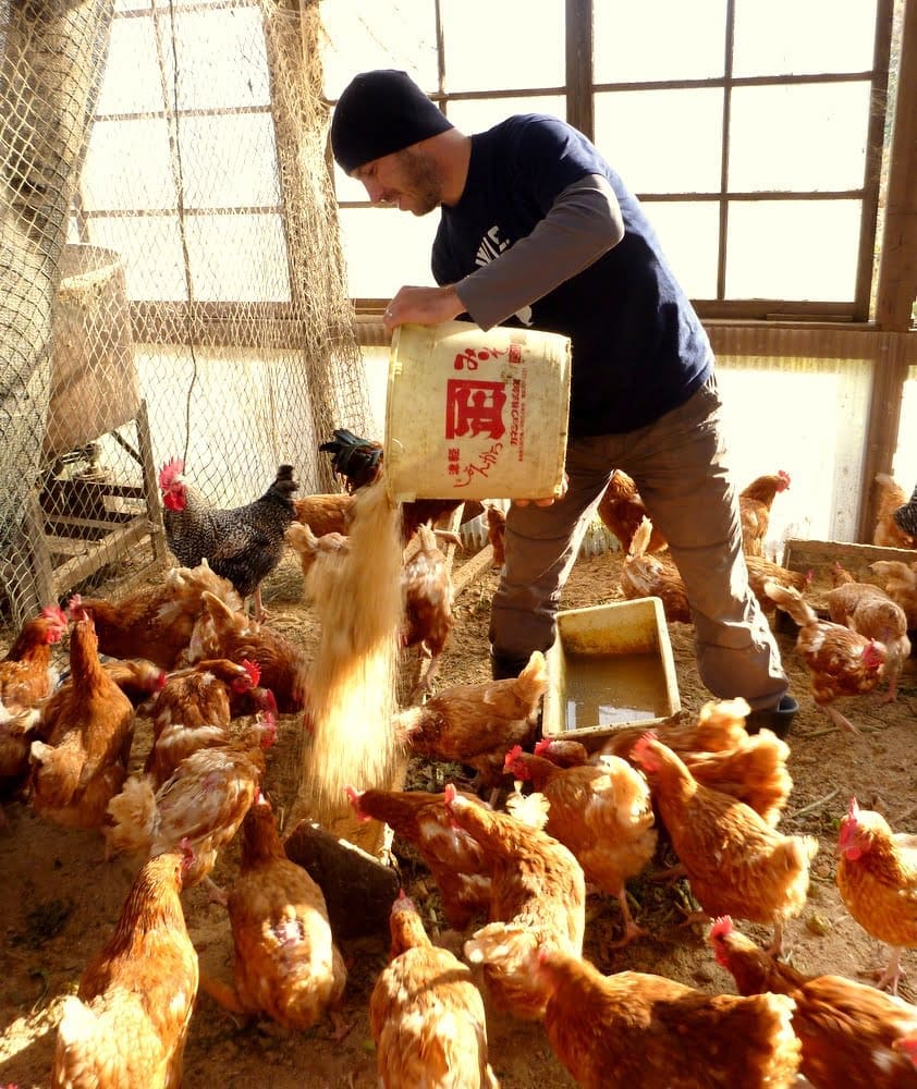 feeding chickens on japanese farm