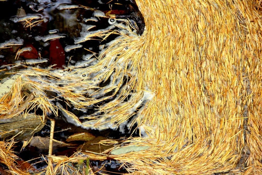 pine needles in a stream