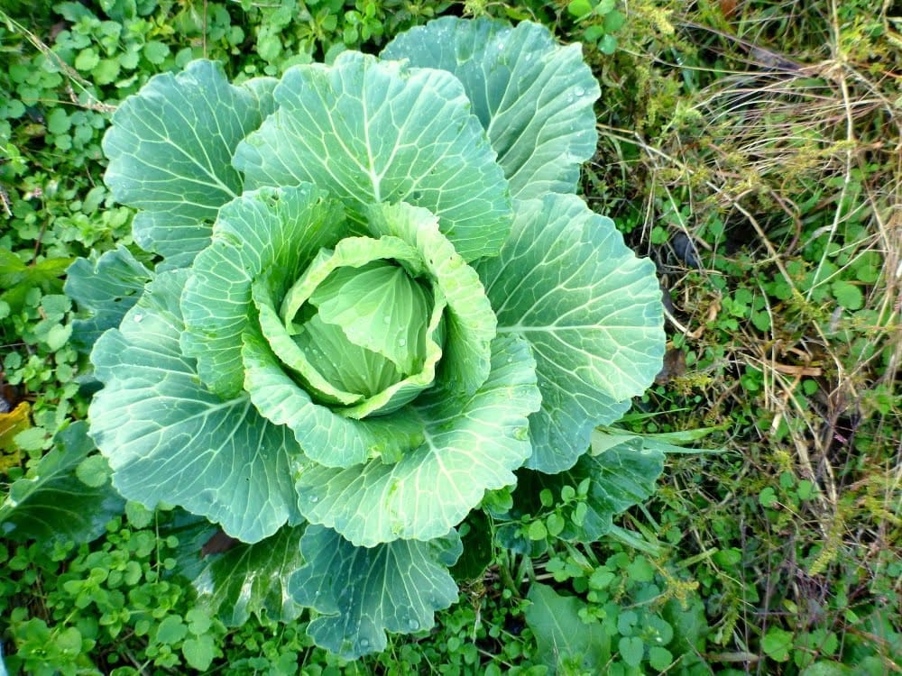 wwoof japan
