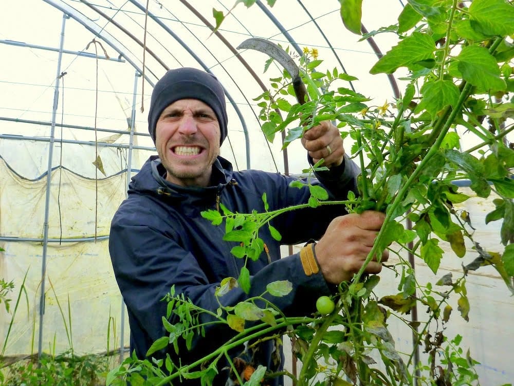 how to harvest tomatoes before winter