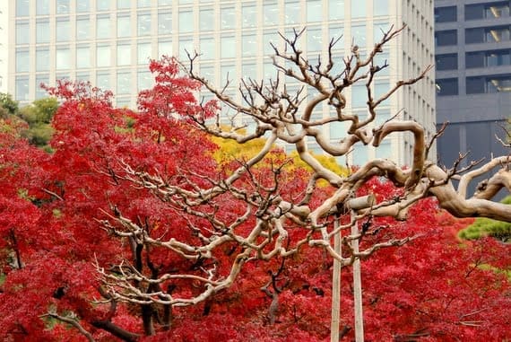 The Many Faces of Tokyo Japan 8 ancient tokyo gardens