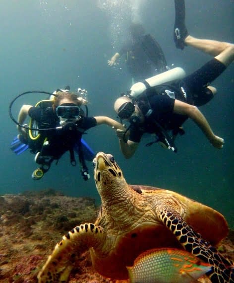 The Wild Isles of Thailand 3 Scuba Dive Koh Bida Nok, Koh Phi Phi