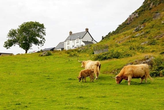 Highland cattle Scotland