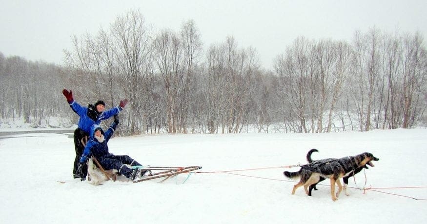 Dog Sledding Norway
