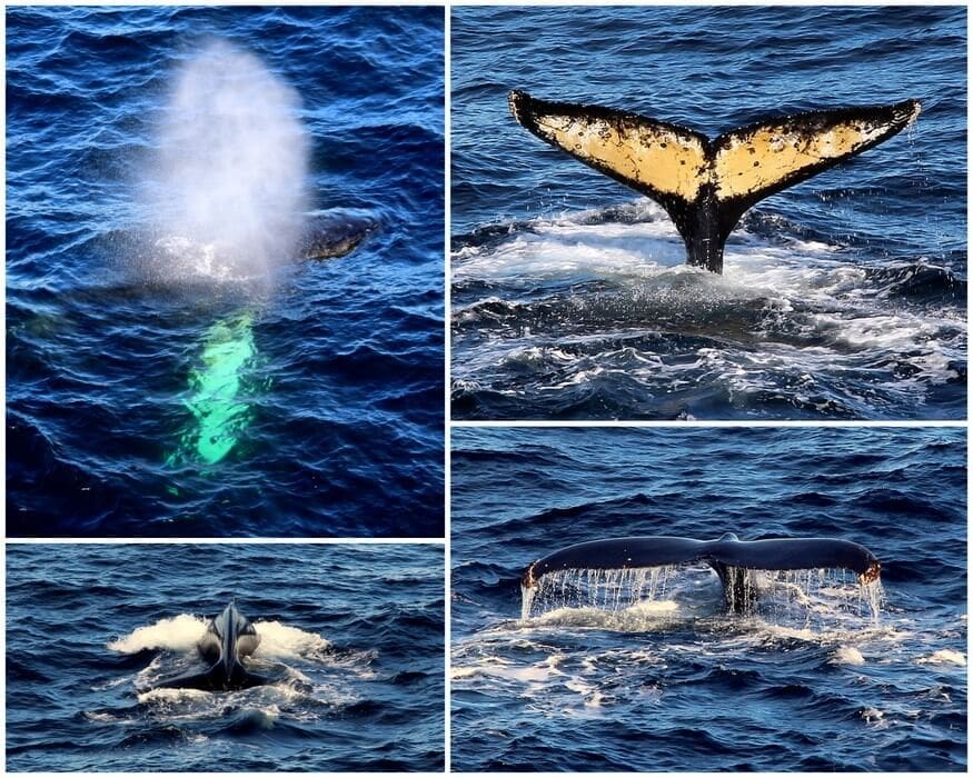 Antarctica Honeymoon: The Expedition Begins! 7 Humpback Whales in Antarctica
