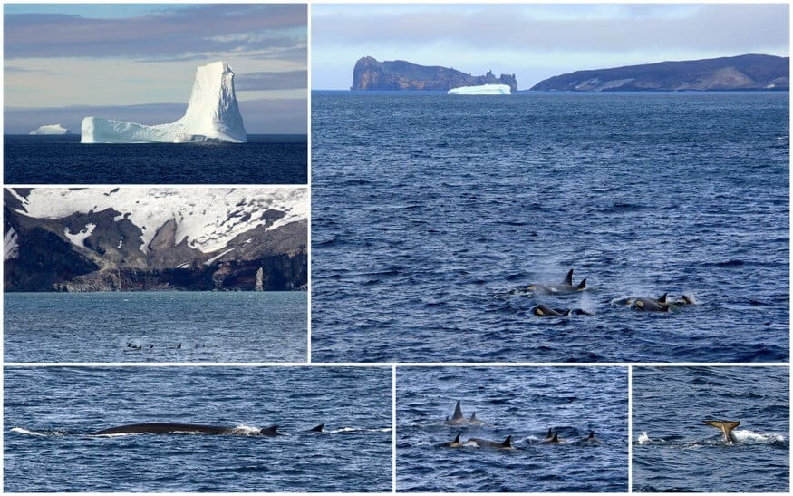 South Shetlands to The End of the World 4 Orca Whales Antarctica