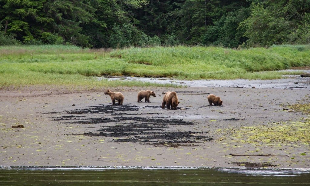 British Columbia Bear Watching