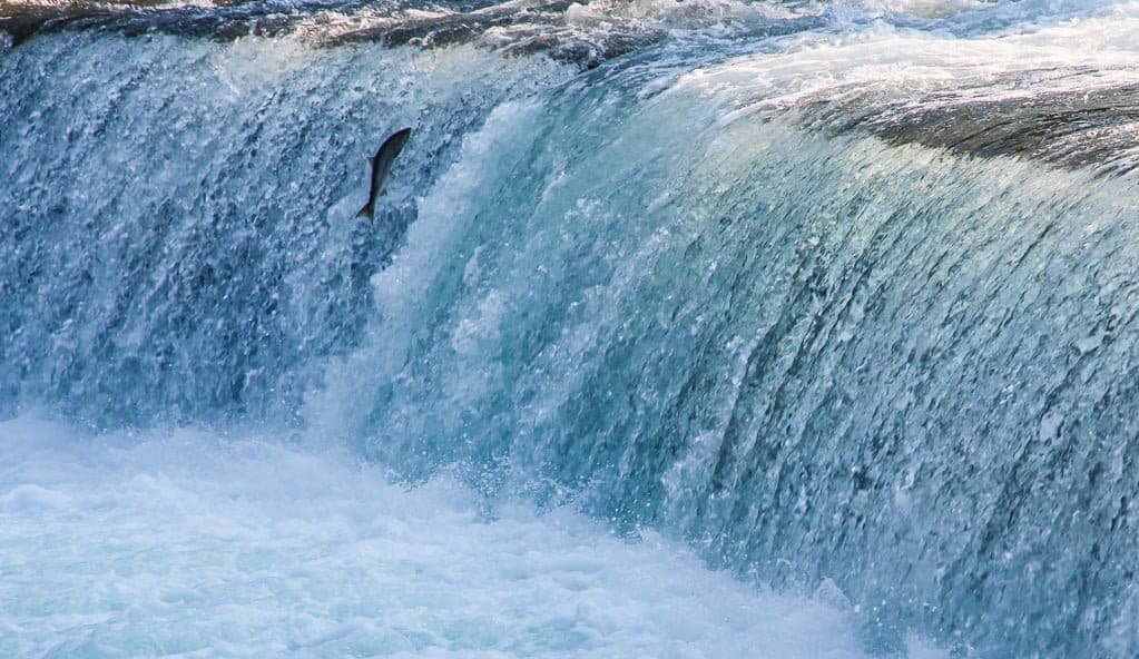 Meziadin-Fish-Ladder