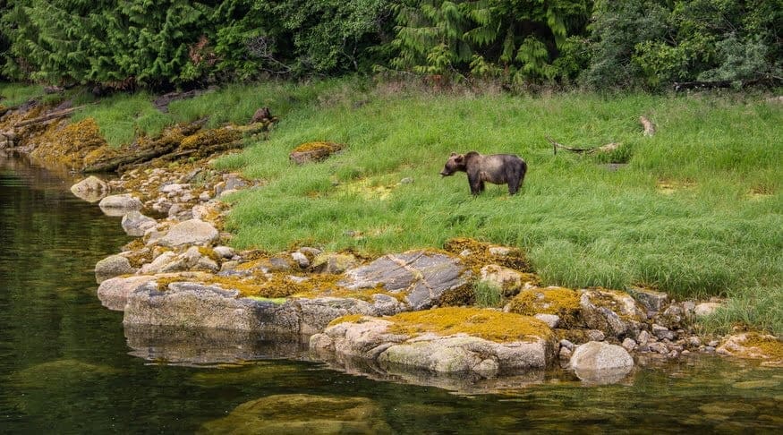 KHUTZYMATEEN bear sanctuary