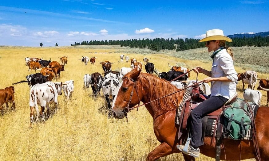 Paws Up herding cattle