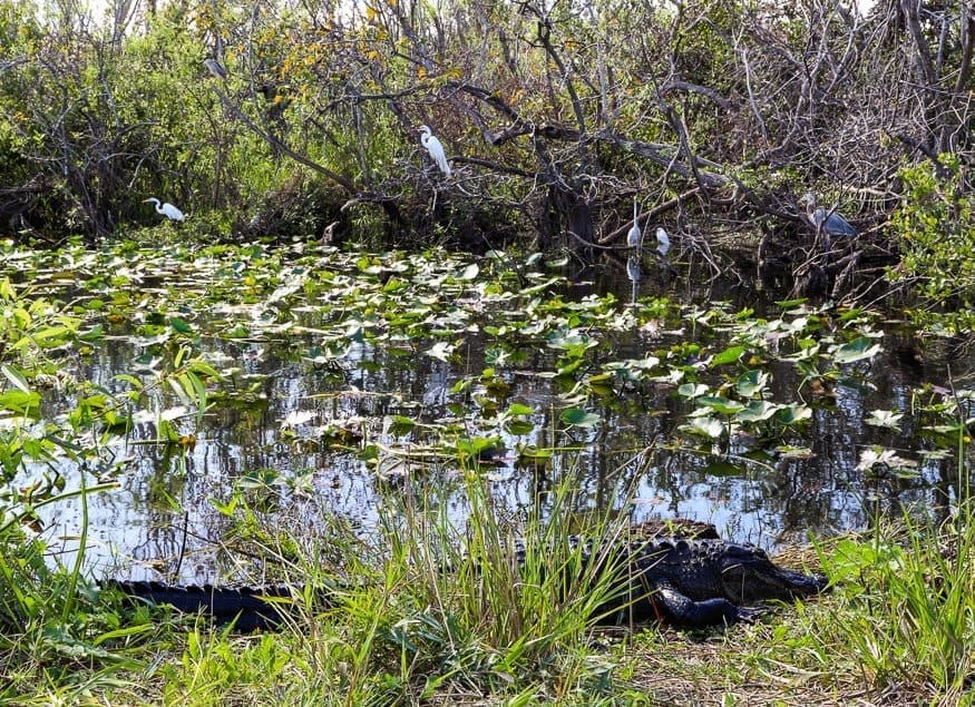 Florida Road Trip: Best of The Sunshine State 5 Wildlife of Floridas parks