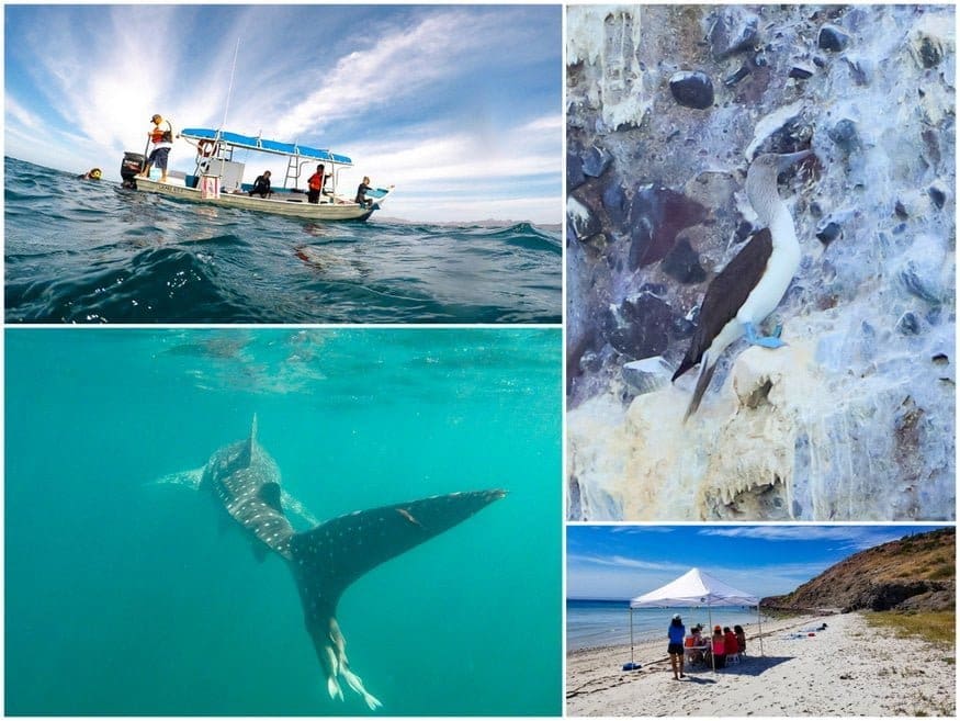 RVing Mexico: Baja Road Trip to Paradise 13 Whale Shark Tour La Paz Baja