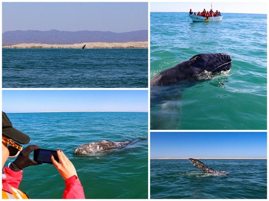 RVing Mexico: Baja Road Trip to Paradise 7 Oje de Liebre Whale Watching