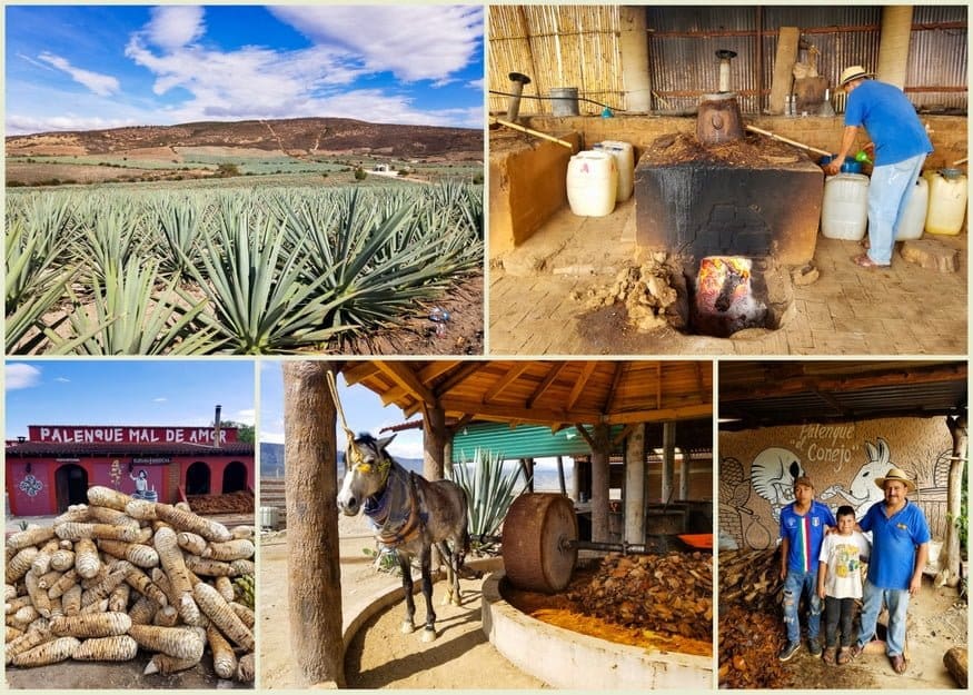 Oaxaca Road Trip: Colonial Cities, Beaches, Ruins, & Mezcal 4 Mezcal country