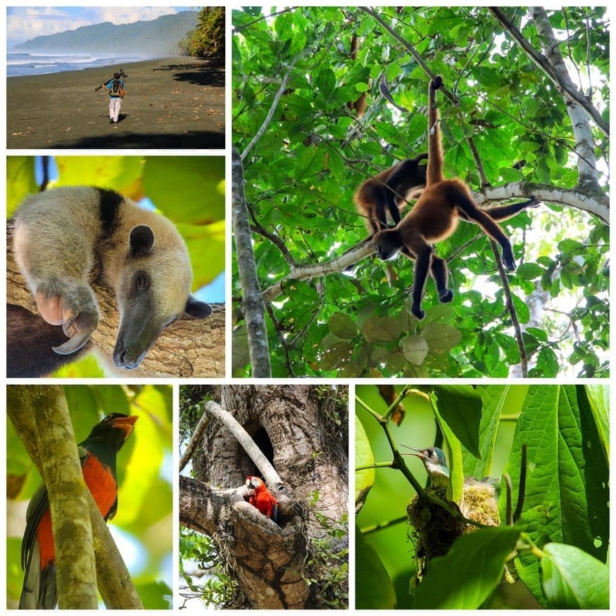 Corcovado National Park