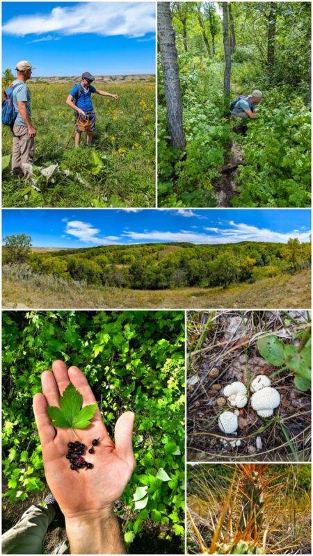 foraging wild plants of saskatchewan