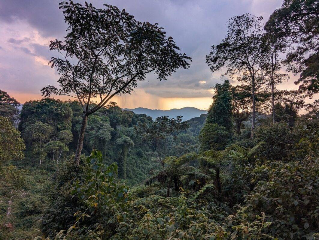 Visiting Nyungwe National Park