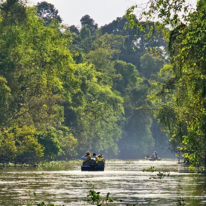 Kinabatangan Wildlife Sanctuary, Borneo Malaysia