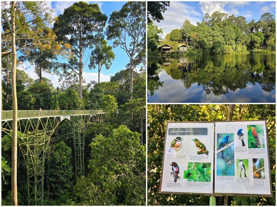 Rainforest Discovery Center Sepilok Sabah