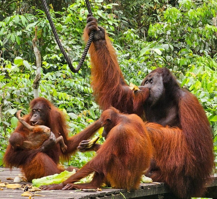 Sabah Travel to the Sepilok Orangutans