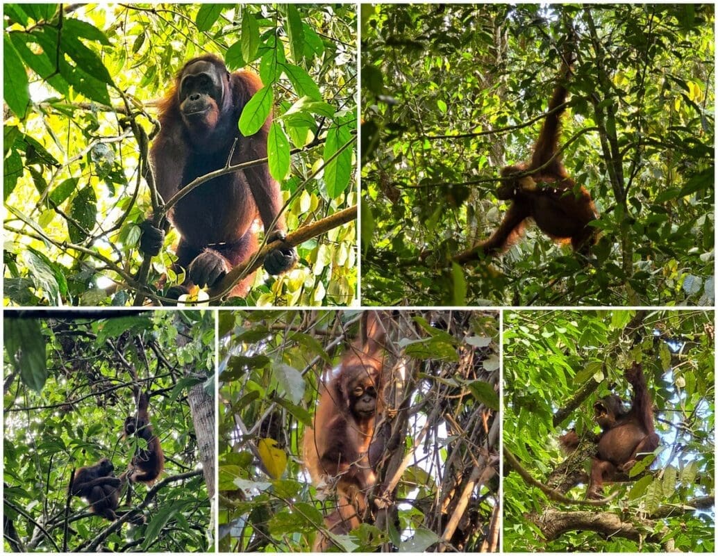 orangutans borneo