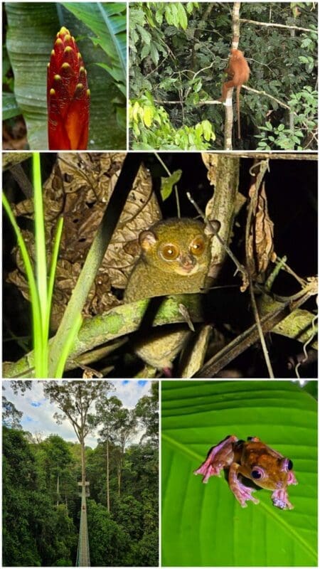 Danum Valley sabah wildlife