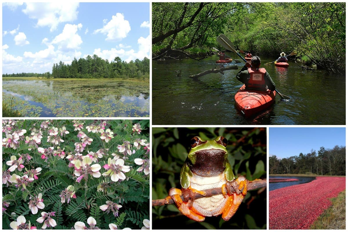 New Jersey Road Trip: 11 Unexpected Things to Do in The Garden State 9 pine barrens new jersey