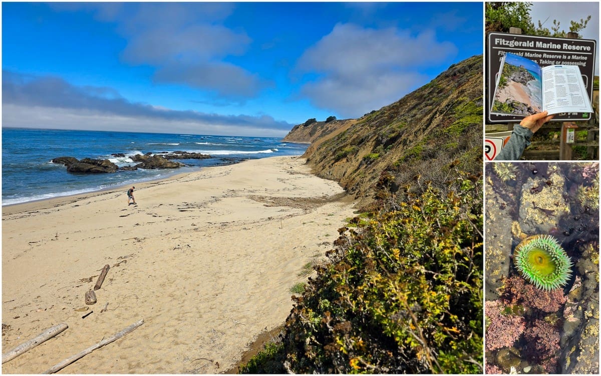 San Francisco Peninsula Road Trip 5 tidepooling at Fitzgerald Marine Reserve