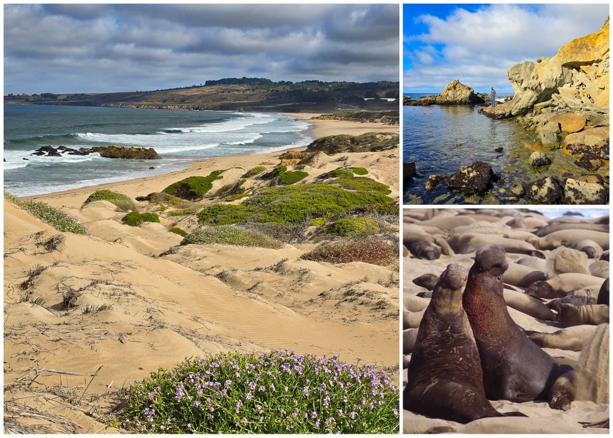San Francisco Peninsula Road Trip 18 Ano Nuevo California State Park,