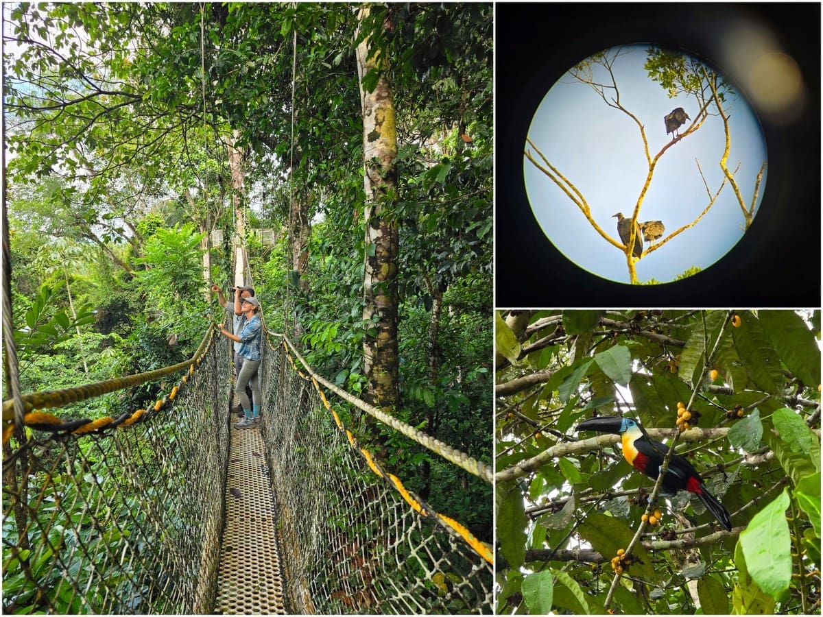 Best place to go birdwatching guyana, south america