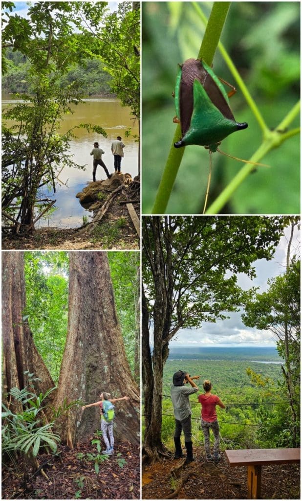 hiking turtle mountain iwokrama reserve, guyana